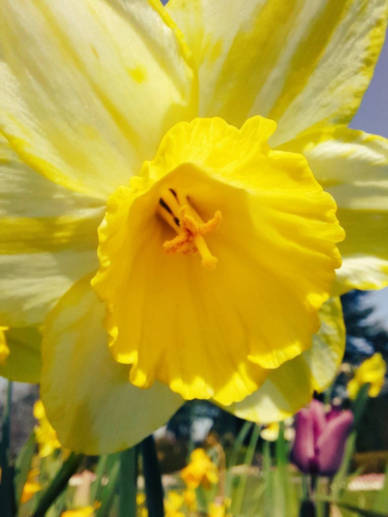LeighSEdmondson's tweet photo. A sunny #EasterSunday at #Beautiful @BrodsworthHall. It felt #goodtobeback #familytime #EnglishHeritage #membership #favouriteplaces #gardens #spring #springflowers #daffodils #blueskies #chilledoutSunday https://t.co/rVo3knoOz2