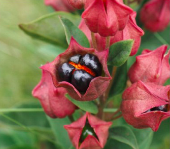 TweetAngola's tweet photo. A team of 45 researchers has brought together all that is known on #Angola’s biodiversity in a free book, "Biodiversity of Angola", download at https://t.co/4kfFbm92W0 https://t.co/SZQ4kALgvt