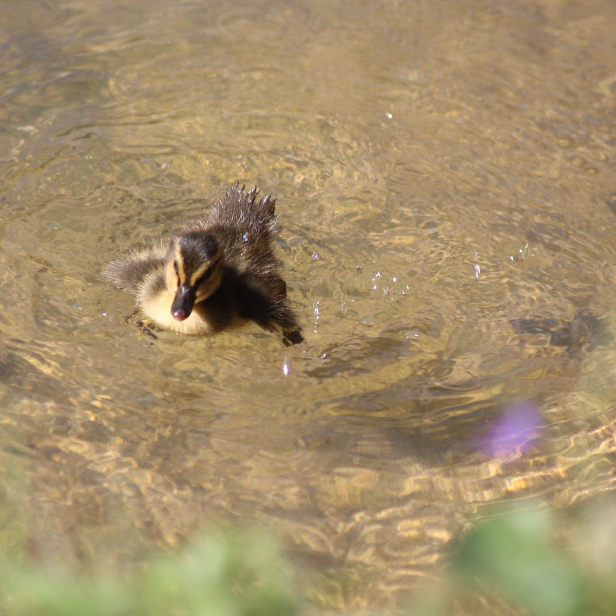 I heard you like baby ducks.