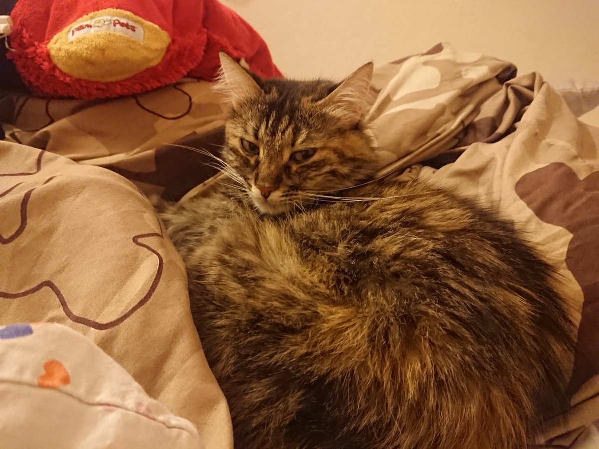 2 haftalığına bizimkinin anne babasının yanına geldik, obez freya ve sülük rodin'e katlanacağım diye gün saydım durdum, bizimki son gece olduğundan duygusallaştı, ağlıyor... bu denli aptallığa tüketecek nefesim yok...