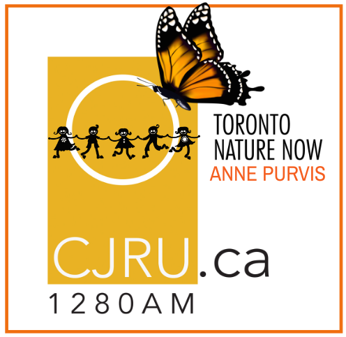 PellyShaw's tweet photo. COMING UP: a new episode of #TorontoNatureNow will air at 9:12am! Anne Purvis from @TorontoNature joins me to talk about the Toronto Field Naturalist Juniors Program: how youth can get involved with learning and exploring in nature #torontonature #TFNjuniors #getoutside https://t.co/fHJe5ijxxj