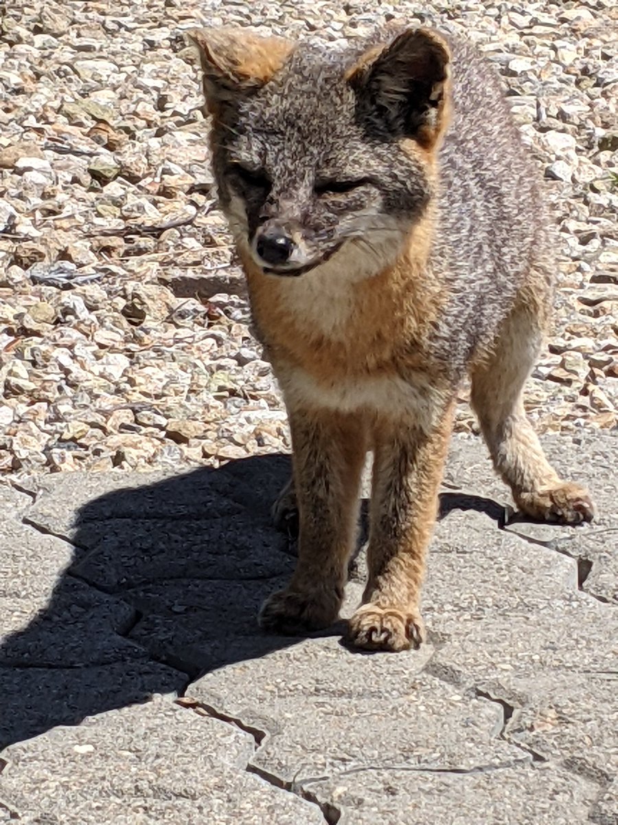 linh_anh_'s tweet photo. a teeny San Clemente Island fox https://t.co/Oj4CsrOV0F