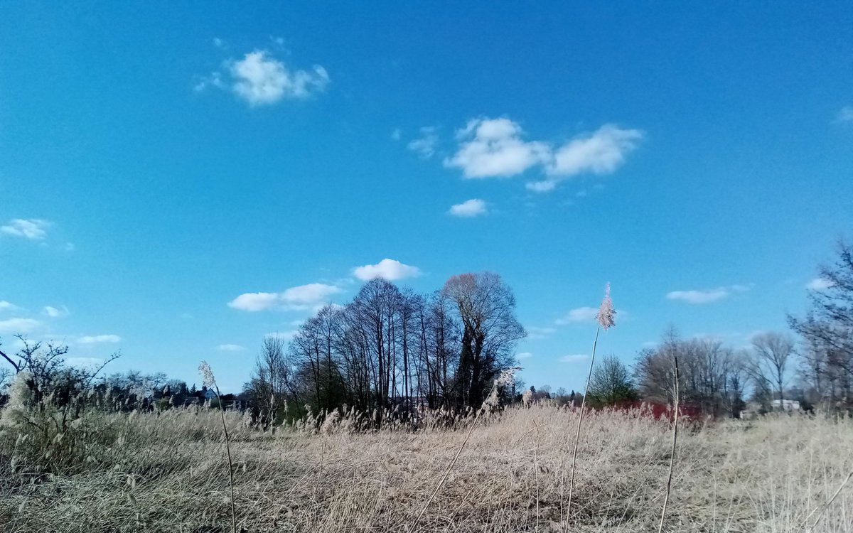 stellapierides's tweet photo. reeds
reaching for the clouds
Easter Sunday
.
#micropoem #Easter #haiku #Neusaess #Schmutter https://t.co/hvqlAIuKt4