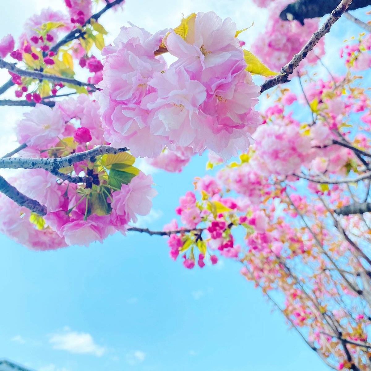 #SAKURA 2021⬇️
#photooftheday #bloom #Flowers of #tree #Japan #Japanese #beauty