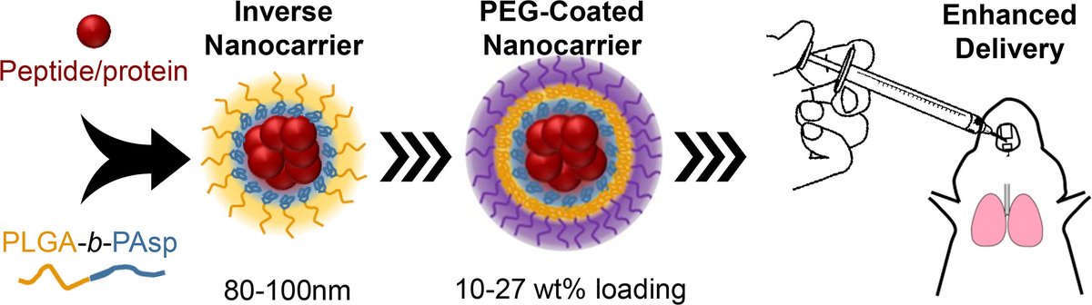 JCRnEDITORS's tweet photo. Sustained release of peptides and proteins from polymeric nanocarriers produced by inverse Flash NanoPrecipitation.
| Robert K. Prud'homme @Princeton |
#PulmonaryDelivery #biologics #nanocarriers
https://t.co/y5ggyF9UEM https://t.co/sGwIHuxn37
