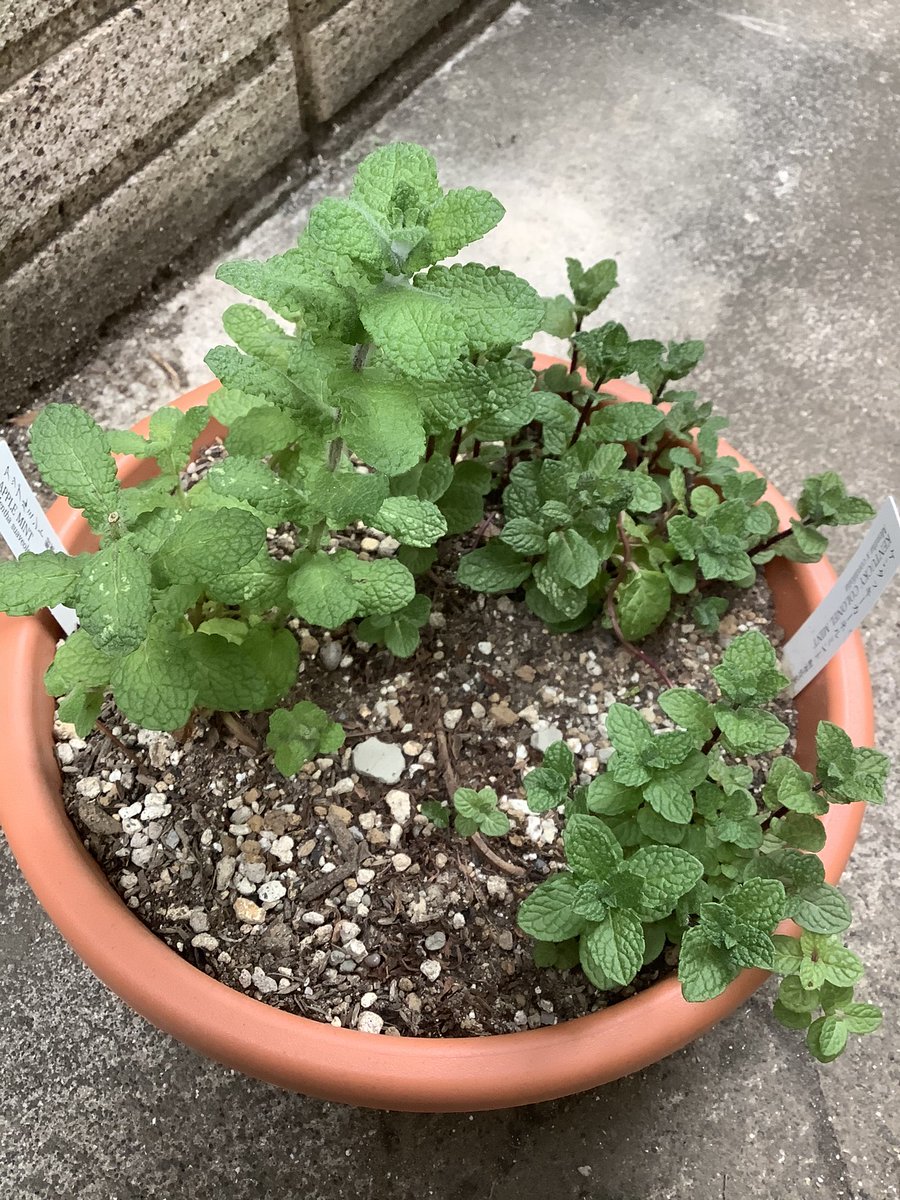 Sammyの出前ヨガ オンラインクラスはじめました 昨日の アロマフローヨガ のお品書きです 全4ミント クラスで使用した精油 序盤は スペアミント 中盤から ペパーミント でした そしてクラスの前後に嗅いでいただいた摘みたて実物 は