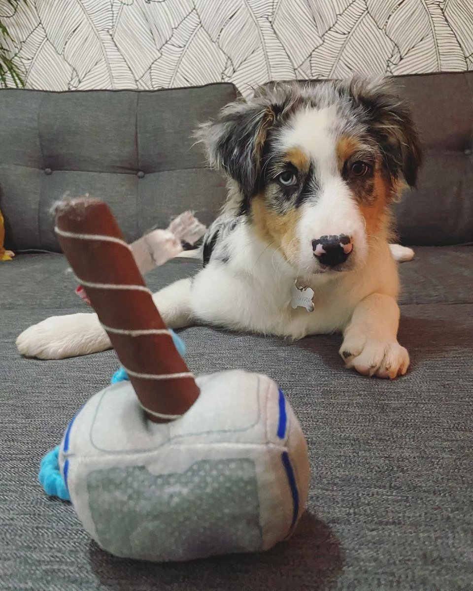 sam winchester as puppies (@puppiesammy) on Twitter photo 