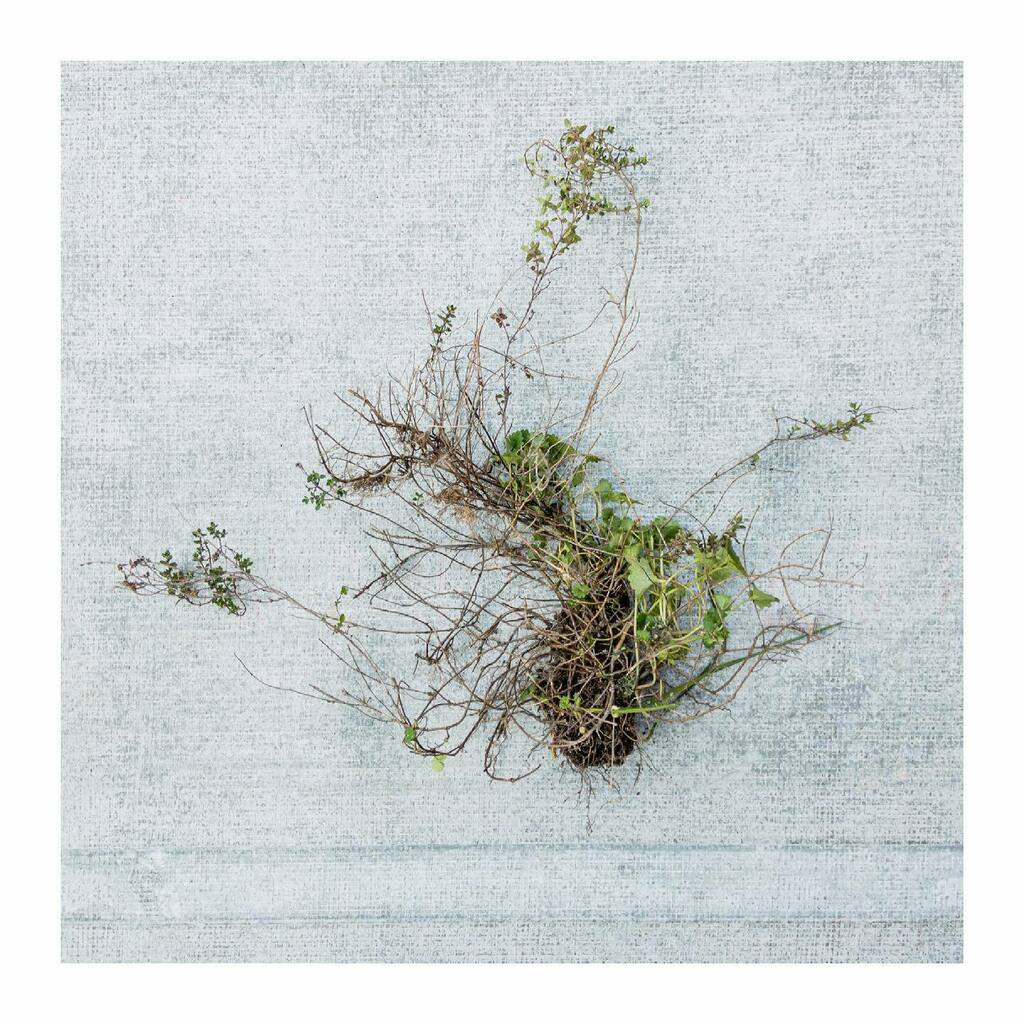 My inbox is full of photos and news of farmer friends’ greenhouses, and it’s made me itchy to get my own started. We finally had a warm sunny day today and I got my little garden bed weeded and wowee what a great feeling. I’ve forgotten how relaxing and … instagr.am/p/CNQneufBDtZ/