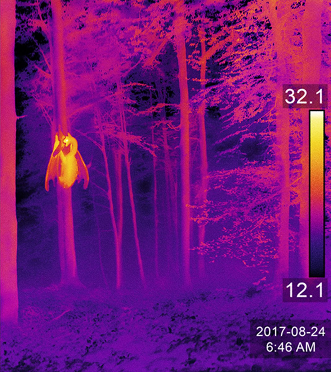 2017. A group of cryptozoologists goes out to find the cryptid known as Hellkite in the Lagodekhi forest (Georgia). Local news had mentioned sightings of a similar creature. They bring a thermal camera to see through its camouflage. Upon returning they noticed these two pictures.