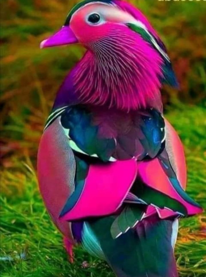 AutumnLife420's tweet photo. #BEAUTIFUL #Birds #Colors https://t.co/TZ43nCXHwx