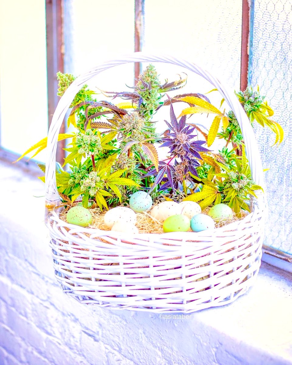 PLANTA SANTA tweet media