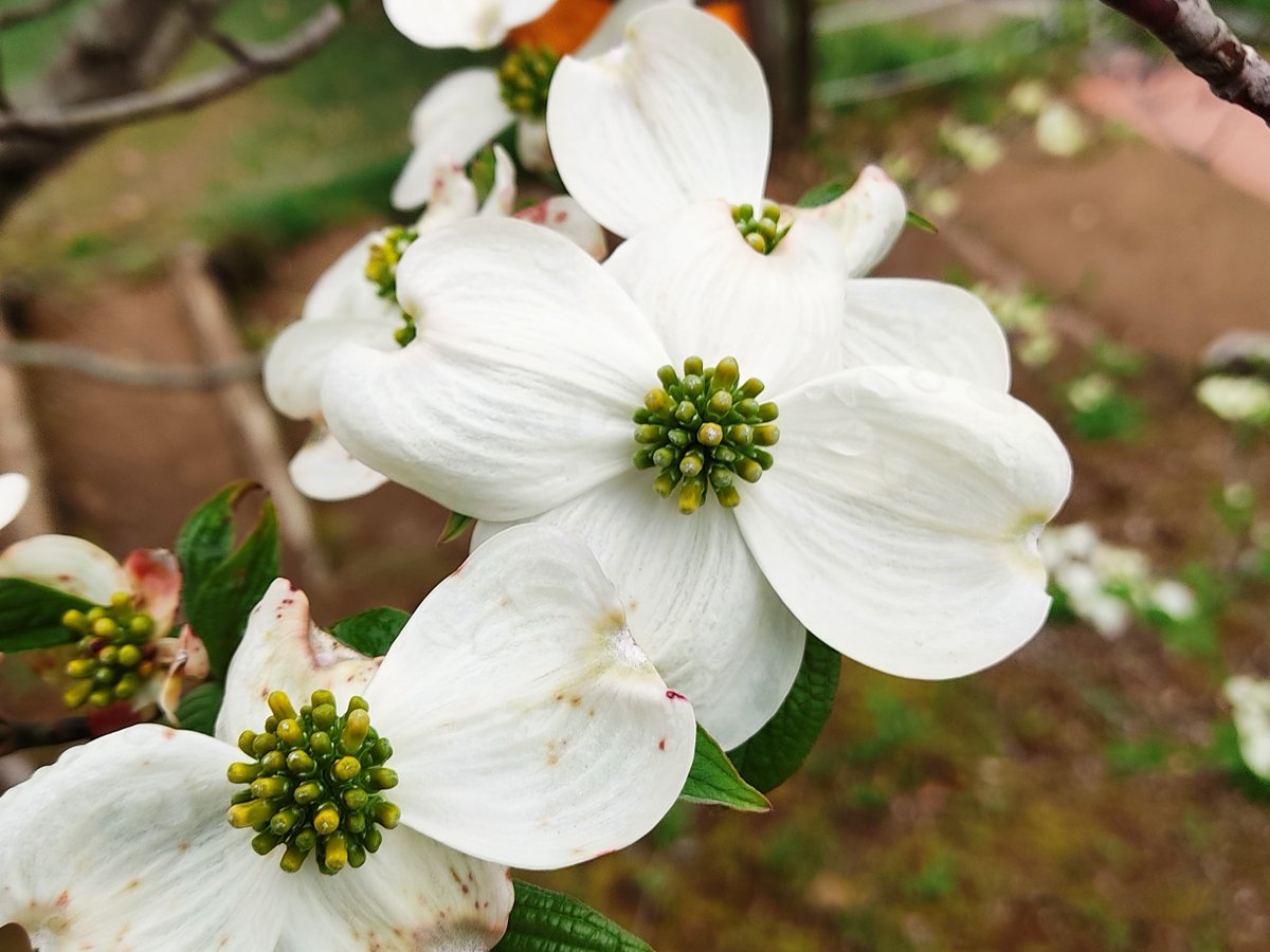 ハナミズキ 画像 最新情報まとめ みんなの評価 レビューが見れる ナウティスモーション 4ページ目