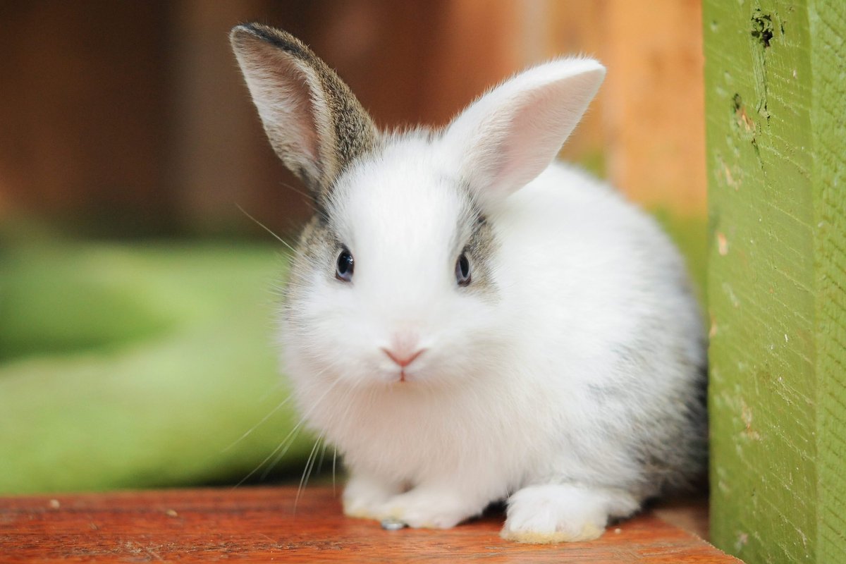 save2lives13's tweet photo. Happy Easter!  A reminder that our furry friends are not toys or presents, but life long pets! You can adopt a bunny or a rabbit at a shelter or rescue to give them a forever home! #bunny #rabbit https://t.co/p085NTDnoo