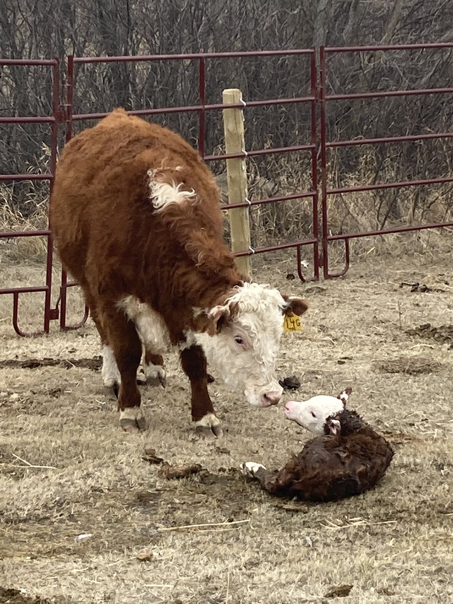 Nice bull calf born @studentledfarm @AltarioSchool @plrd25