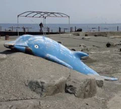 @9kobject 上越の海辺ではイルカが真っ二つです(´ω｀) 