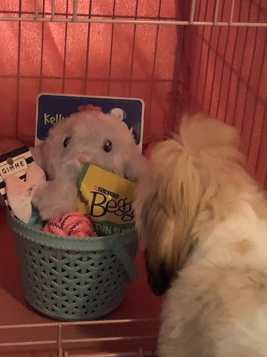 ferdalump's tweet image. This is Butters's very first Easter &amp;amp; her goodies from the Easter Bunny were a big hit. 🐶💕🐰