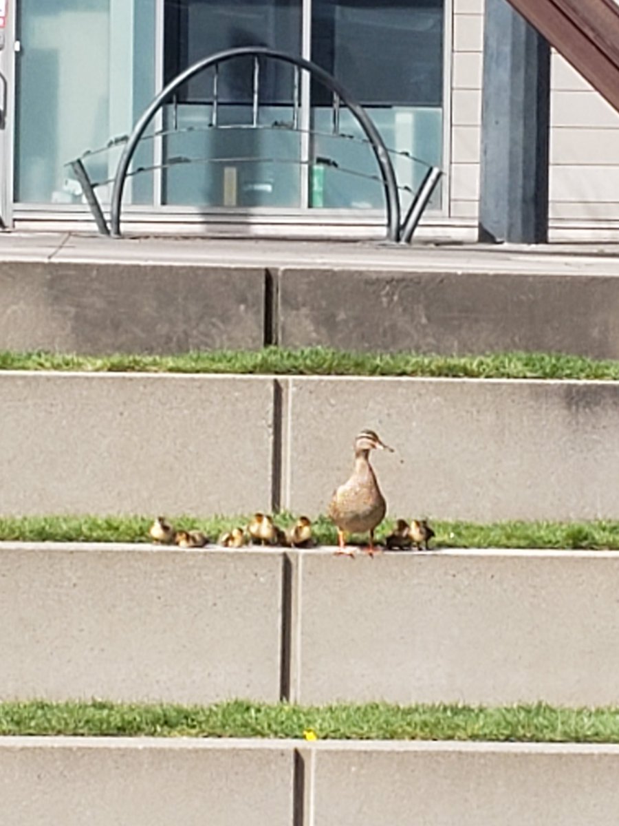 A good spring day in downtown Portland. 

Although #FoxNews would probably declare these ducklings ANTIFA in disguise.