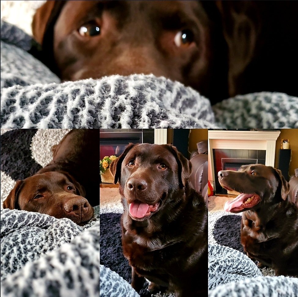 GabyG_1219's tweet photo. #Cuteness #choclatelab #sweetespuppy #migordito #achilles https://t.co/cd8vyO9nxz