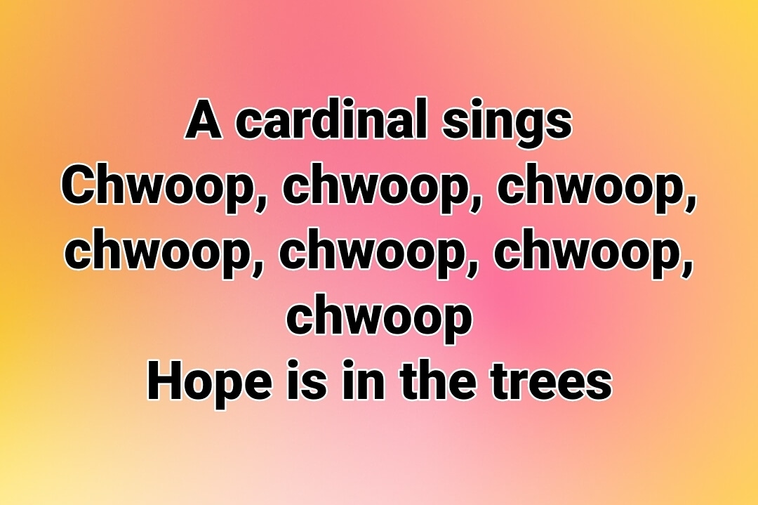 A cardinal sings
Chwoop, chwoop, chwoop, chwoop, chwoop, chwoop, chwoop
Hope is in the trees