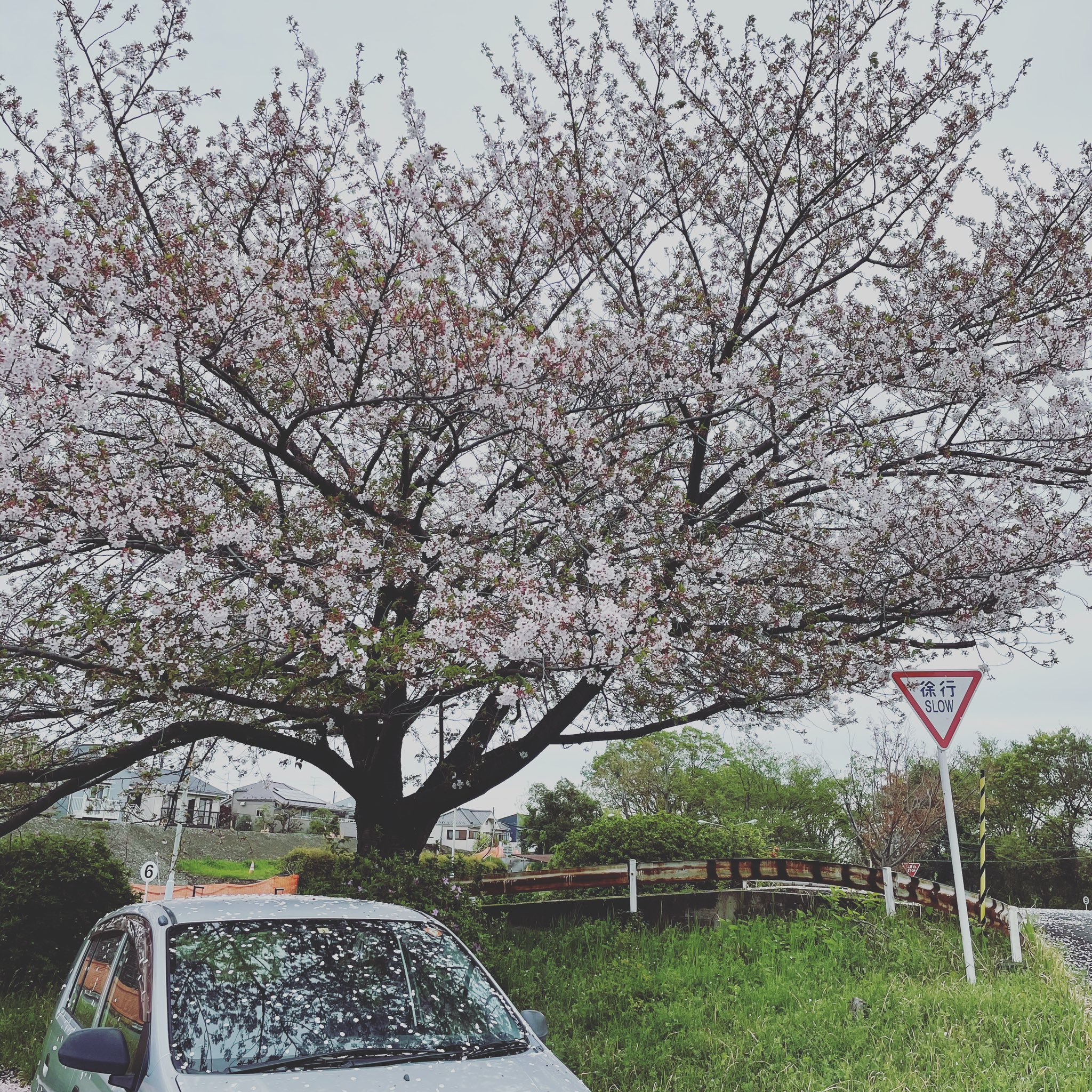 和泉自動車教習所 これはこれでまた 教習所 和泉自動車教習所 自動車学校 和泉多摩川 狛江 多摩川 バイク 車 桜 葉桜 T Co G4mm1uvqwt Twitter