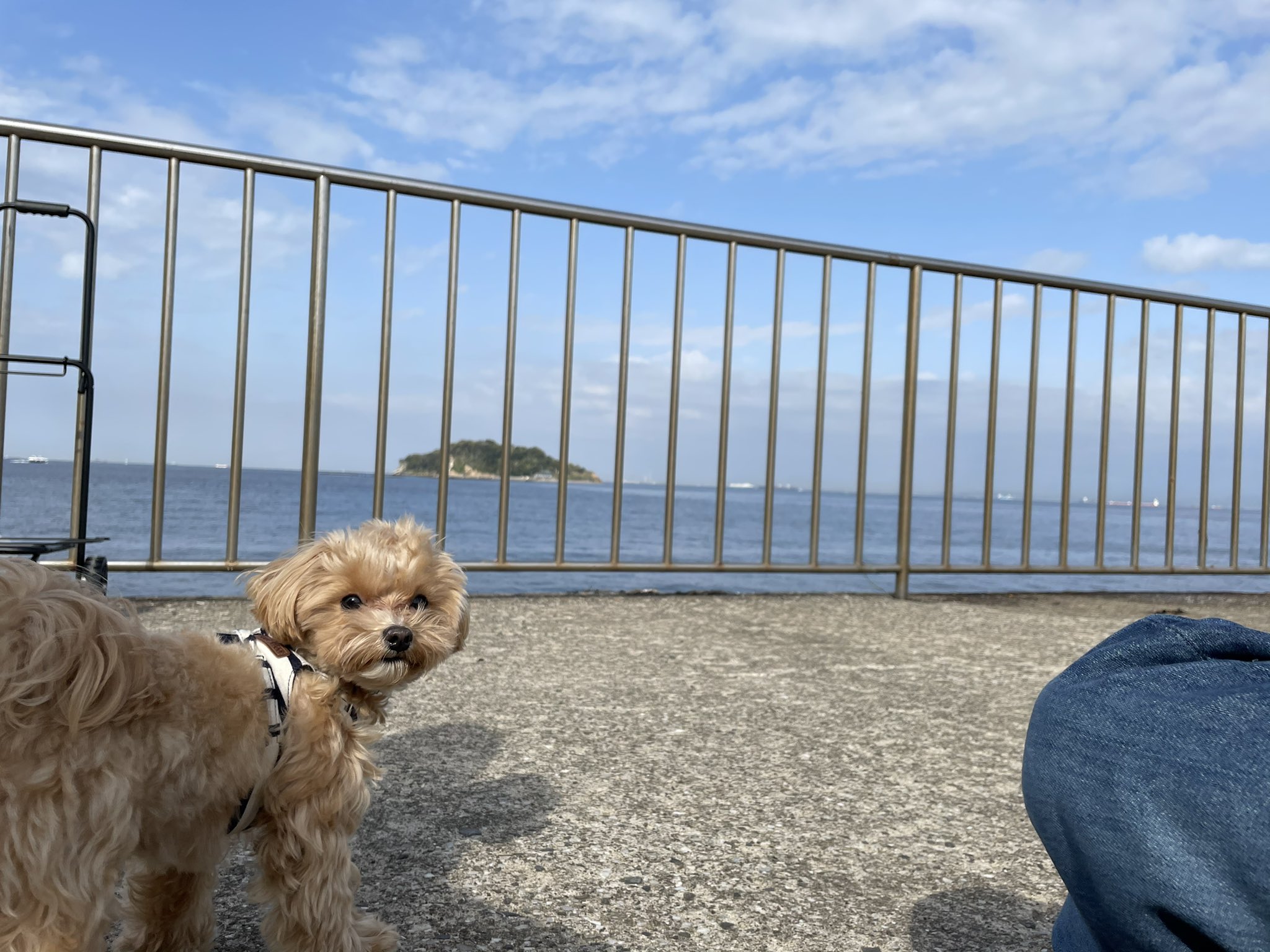 うちのホッピー キンミヤ マルプー ポメチワ 海と島とホッピー 犬好きさんと繋がりたい マルプー ホッピー T Co Acefti7seg Twitter