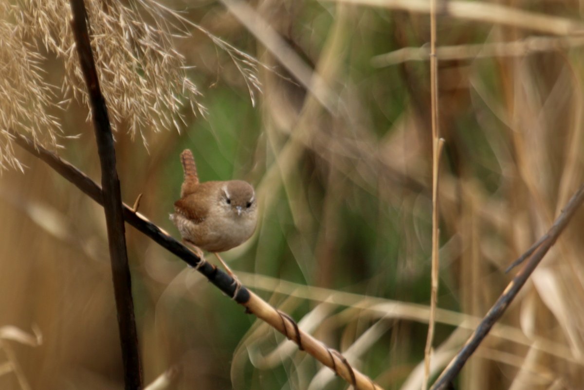 Amanosbirding's tweet photo. #Çitkuşu #Eurasianwren #Troglodytestroglodytes #Hatay #BirdsofHatay #Hatayınkuşları #BirdsofTurkey #Türkiyeninkuşları #kuşlar #kuşgözlemciliği #birds #birding #birdwatching #nature #wildlife #wildlifelovers #naturelovers #NaturePhotography https://t.co/r5BRo6f8Ms