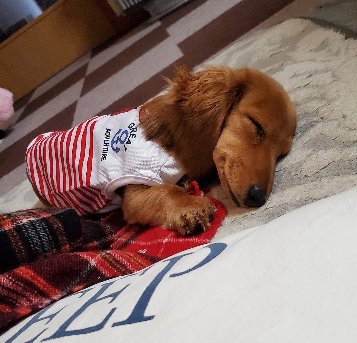 Karen 寝てる顔がちょっと笑ってるみたいでかわいい 同じこと思ってる愛犬家さんいませんかね ミニチュアダックスフンド ミニチュアダックス ダックス 犬好きさんと繋がりたい 犬のいる生活 うちの子かわいい 愛犬 Doxie 短足部 ダックス Karen 寝てる顔がちょっと笑ってるみたいでかわいい 同じこと思ってる愛犬家さんいませんかね ミニチュアダックスフンド ミニチュアダックス ダックス 犬好きさんと繋がりたい 犬のいる生活 うちの子かわいい 愛犬 Doxie 短足部 ダックス