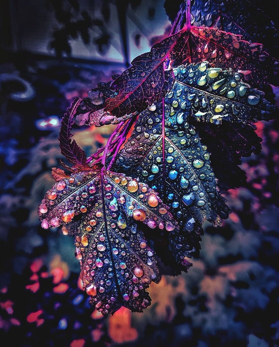 The Nature tweet media