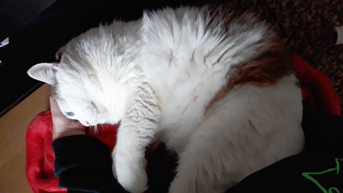 朝からずっと猫が膝で寝てて猫揉むことしかできない 