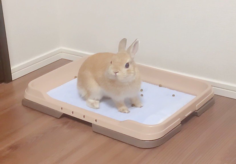 Tetomaru ひみつの話 テトくんの部屋んぽ中のトイレは 犬用 ェ ゎん うさぎ うさぎのトイレ ネザーランドドワーフ かわいい ひみつ うさぎのいる暮らし 親バカ うさぎの男の子 癒し うさぎ好きさんと繋がりたい Youtube始めました Tetomaru ひみつの話 テトくんの部屋んぽ中のトイレは 犬用 ェ ゎん うさぎ うさぎのトイレ ネザーランドドワーフ かわいい ひみつ うさぎのいる暮らし 親バカ うさぎの男の子 癒し うさぎ好きさんと繋がりたい Youtube始めました