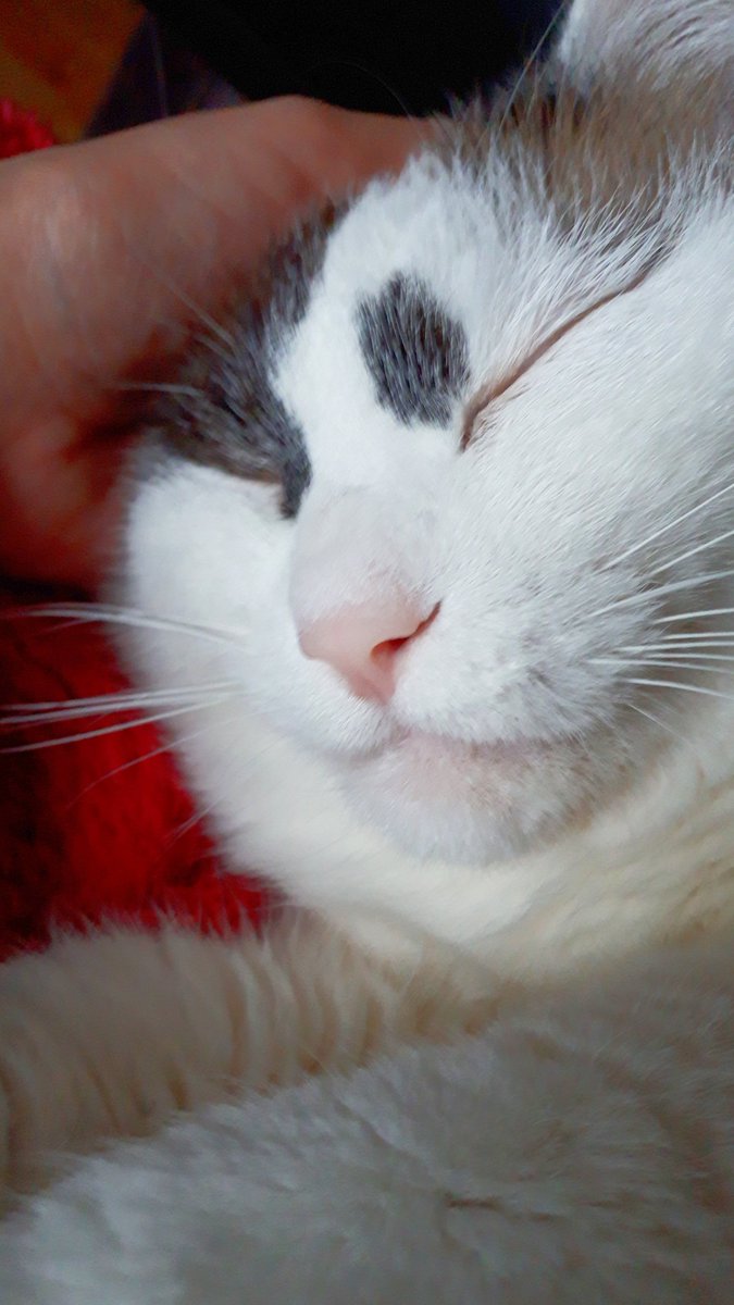 朝からずっと猫が膝で寝てて猫揉むことしかできない 