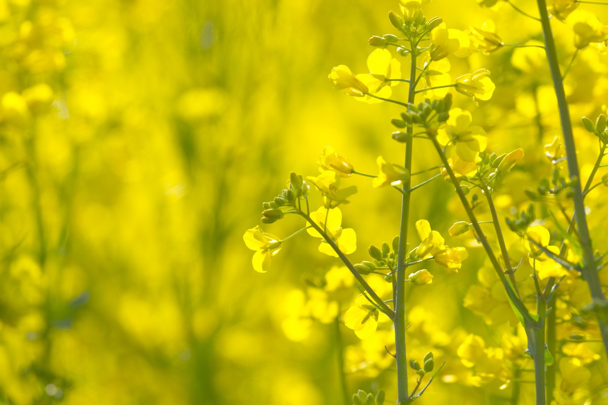 千葉県柏市 公式 住環境再生課 菜の花とは アブラナ科アブラナ属の花の総称をいい アブラナ の別名としてよく用いられます よく咲いている菜の花は カラシナ ですが どちらもおいしく食べられる野草です カラシナのほうが少し癖があります