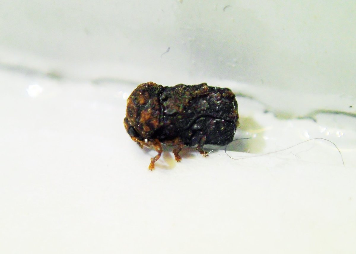 横浜環境情報 V Twitter ヨコハマいきものがたり No 135 虫のフンに真似ました 厳しい自然界を賢く生き抜くための手段です フンになりきれば外敵から襲われる心配も少なくなります ツツジコブハムシはツツジの葉の上で暮らしています 横浜 小粒 みどりの