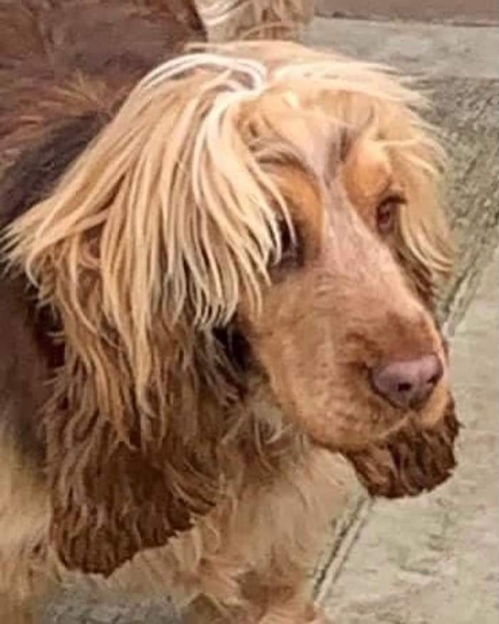 MissingPetsGB's tweet photo. 🐕 #urgent BRANDY was taken from garden on 2 April in #abridge New Farm Drive around 3pm #RM4
Brandy is chipped
Was taken in a grey Toyota avensis  number plate GY61UJC
#stolendog 
https://t.co/GoC8j8qzVC https://t.co/nAfX3jbpHc