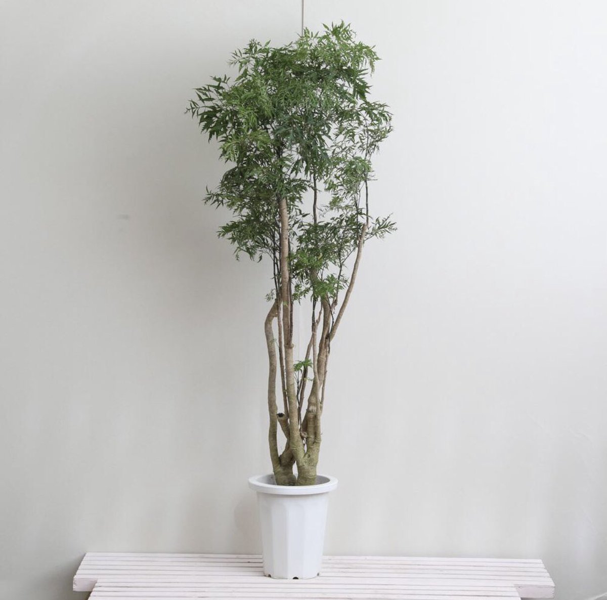 グリーンスナップ