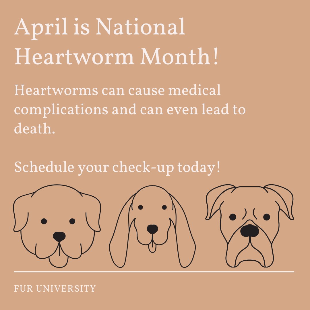 UniversityFur's tweet photo. April is Heartworm Awareness Month! @HumaneSocNCFL offers walk-in, low-cost heartworm checks and medication. Protect your furry friend today! https://t.co/Yt1SVf5l3H