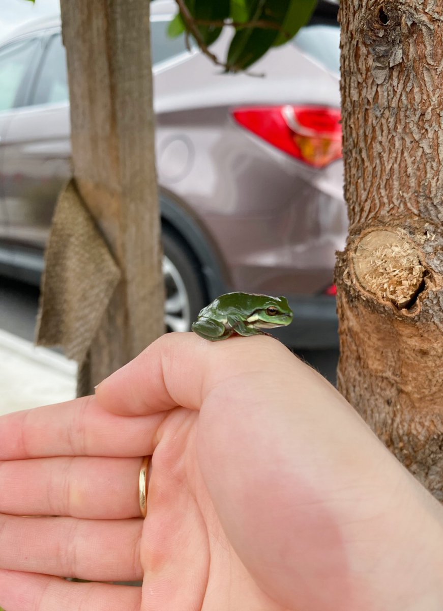 __reichu's tweet photo. rescued a lil frog from my costco trolley 🐸 https://t.co/bPLiE49V8K