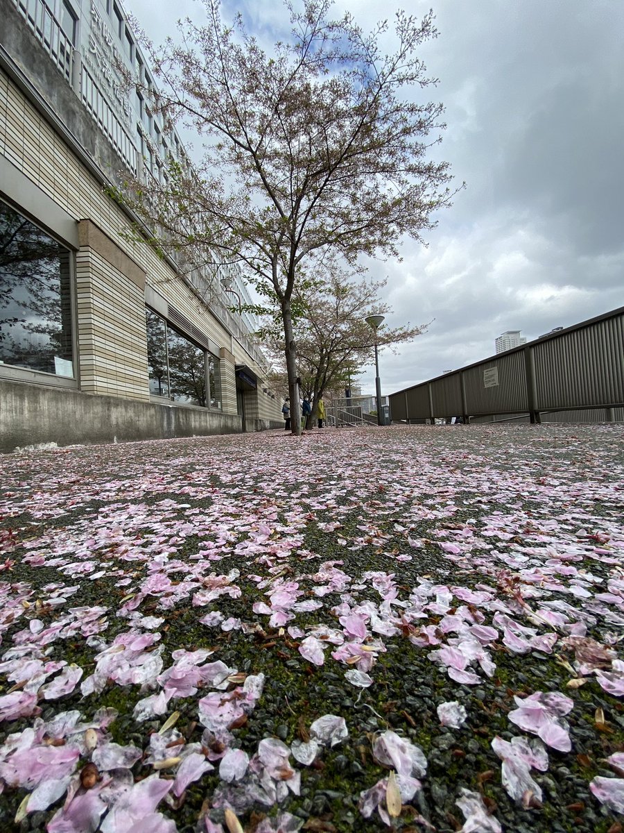 大阪水上バス 八軒家浜船着場では桜の絨毯が広がっています 対岸の方はまだ綺麗なピンク色の桜がご覧頂けます 八軒家浜では ひまわり桜スペシャルクルーズ 大川さくらクルーズ 運航しております 水上バス ひまわり 大川さくらクルーズ 桜