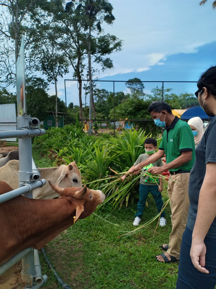 CattleQueenPark's tweet photo. Korang tau tak kat Kluang Johor pun ada port lepak santai yang menarik? Eh kat mana tu? 🤔🤔  Kat 𝗖𝗔𝗧𝗧𝗟𝗘 𝗤𝗨𝗘𝗘𝗡 𝗥𝗨𝗠𝗜𝗡𝗔𝗡𝗧 𝗣𝗔𝗥𝗞 laaaa😍😍😍

Nak merasa duduk ladang, nak rasa keriangan feeding &amp;&amp; petting animal. Kat sini la tempatnyaaa🤩 Jom serbuuuuu ramai2! https://t.co/lUQUr2mHXb
