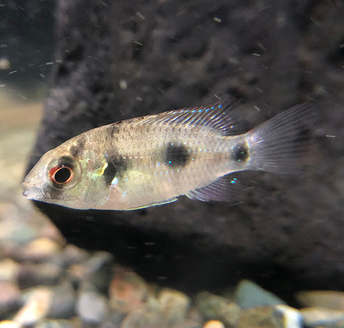 スネールイーター Twitter Search Twitter