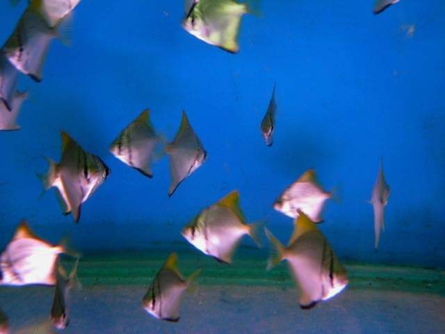 wft0213's tweet photo. 銀鯧(5~6cm)
山水水族官網
https://t.co/2I10Sw04KI

#魚缸訂做 #魚缸造景 #魚缸 #觀賞 #觀賞魚 #水族 #熱帶魚 #水族館 #水族馆 #水���箱  #水族用品 #水族用品店 #魚種  #紅龍 #血紅龍 #古代魚 #烏龜 #異型 #觀賞魚水族 #觀賞魚缸 #水生生物 #kaohsiung #taiwan #高雄 #台灣 #左營 https://t.co/pRY3UFktyr