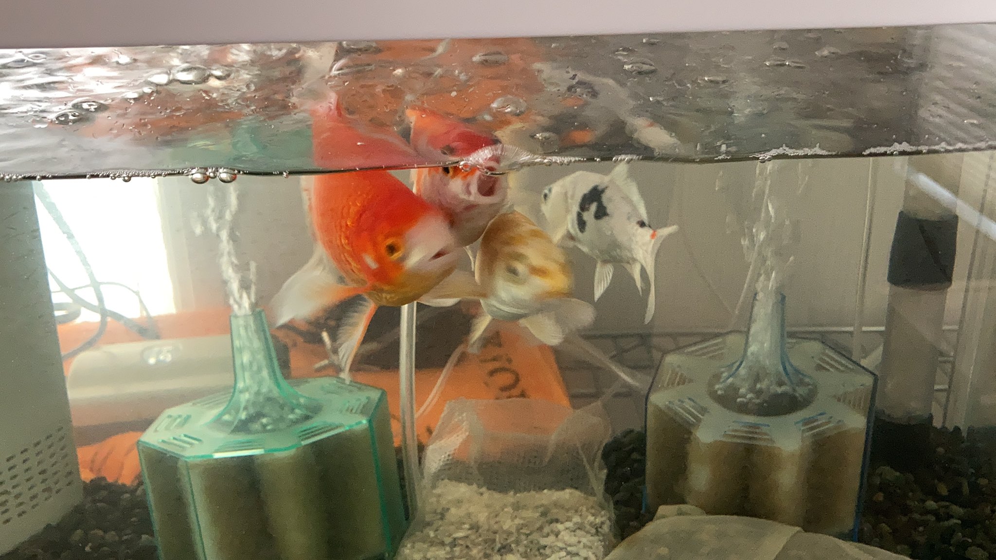 小赤かわいい 錦鯉3匹と大きなコメット1匹をgexサイレントフィット500で飼育していますが明らかに過密飼育で尚且つ物理濾過 が全く追いついていない状態です お恥ずかしいですが強力な物理濾過能力を持つおすすめのフィルターを教えて頂いたりアドバイス頂け