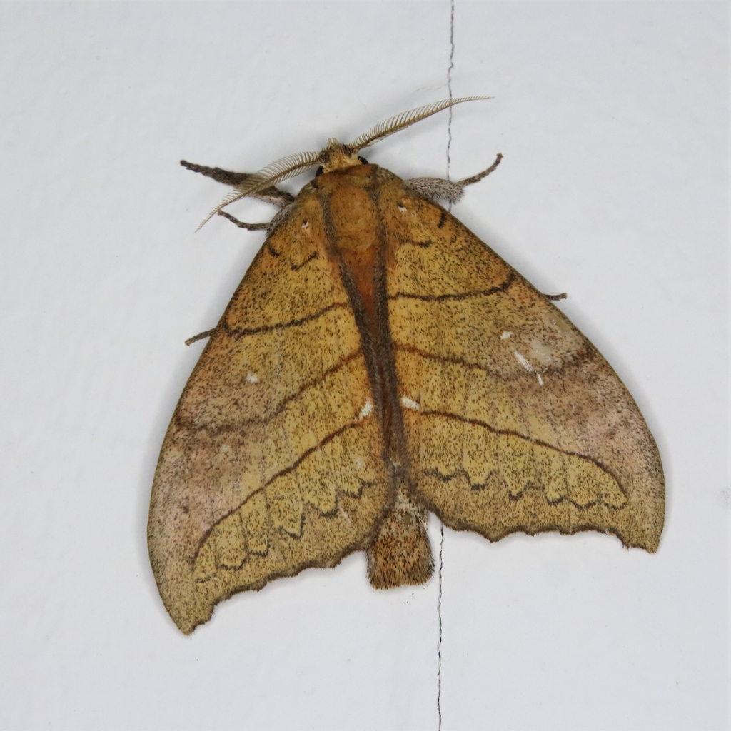 MondayMoth's tweet photo. Gangarides sp.

#mothmonday #moth #lepidoptera #mondaymoth #entomology #bugpics https://t.co/3OZgYmI9DK