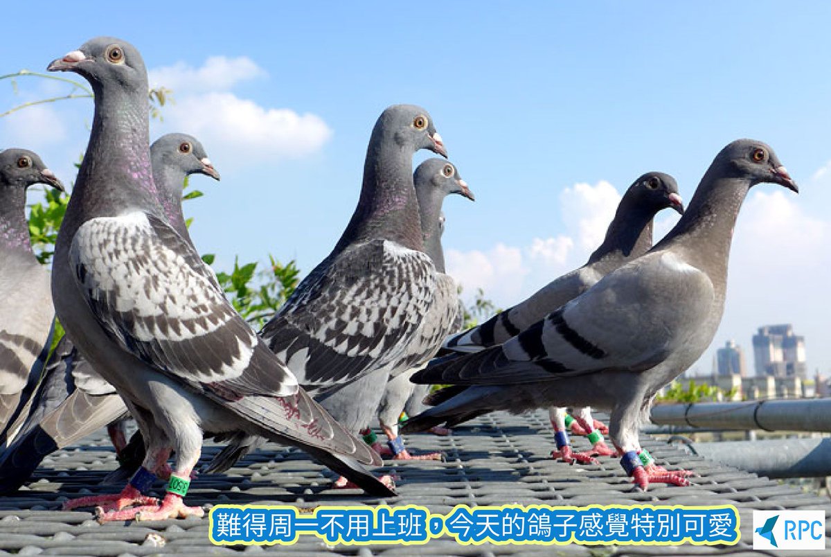 ChainPigeon's tweet photo. It's rare not to go to work on Mondays.
My mood is as cheerful as the sunshine in the photo.
I feel that the future is as hopeful as this group of pigeons.

Holiday limited good mood.

#RPC #feelgood #pigeon #Monday #Taiwan https://t.co/M9fRVx1hPO
