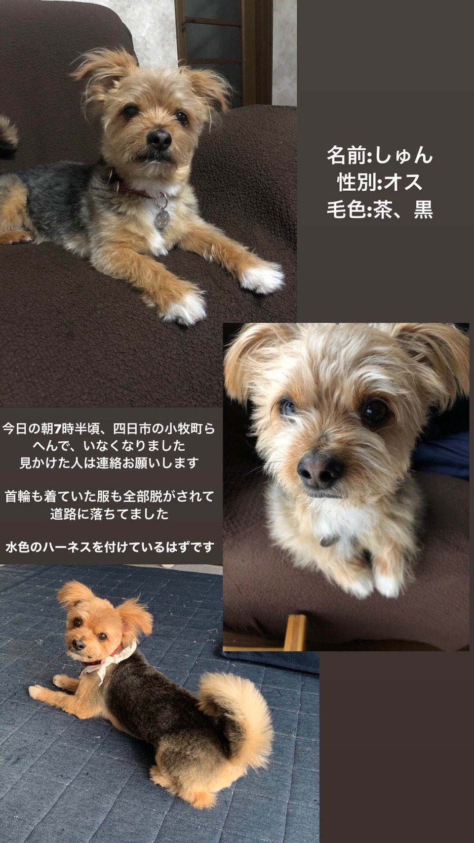 見つかりました しゅんの家族 たくさん拡散していただきありがとうございます 捜索を続けていますが情報がありません 迷子札付きの首輪と着ていた服は脱がされ道に落ちていました 皆様の情報のみが頼りです ご協力よろしくお願いします 拡散希望
