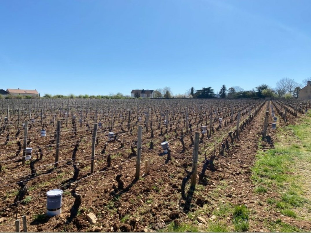 🕯️ Un an après, même endroit. Installation des bougies pour anticiper le potentiel gel des prochains jours. 
#mercurey #vinsdebourgogne #domaineraquillet