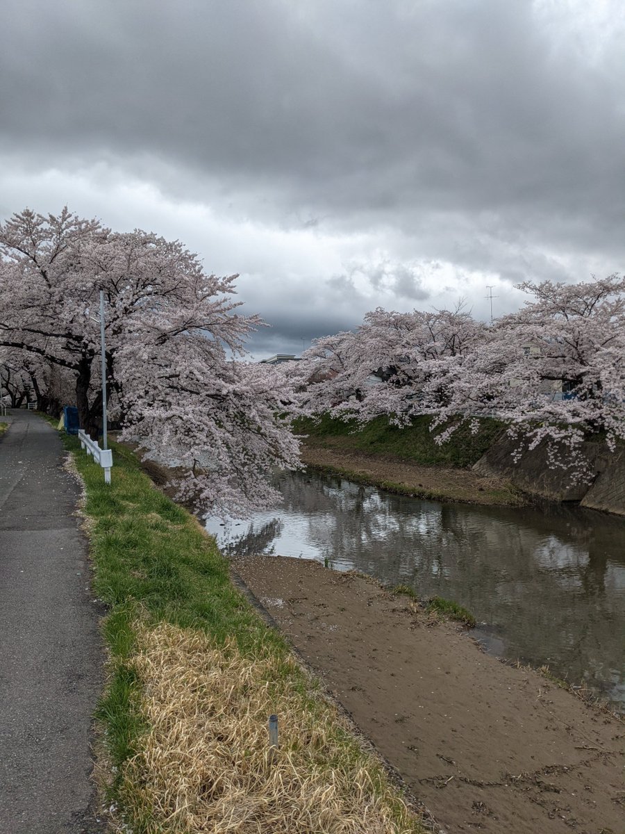 深野です 今日は私がふくしま桜紀行担当です 藤田川の桜は今か満開 このあとは笹原川の千本桜に向かいます ふくしま桜紀行 ラ 21 04 05 Rfcラジオ福島 ぐるっと郡山