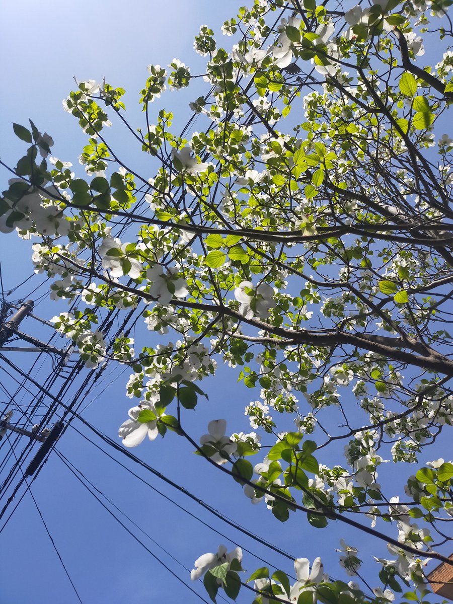 たにかつ Auf Twitter ほう ハナミズキの花言葉には 返礼 私の想いを受けとめてください 永続性 華やかな恋 という意味があります