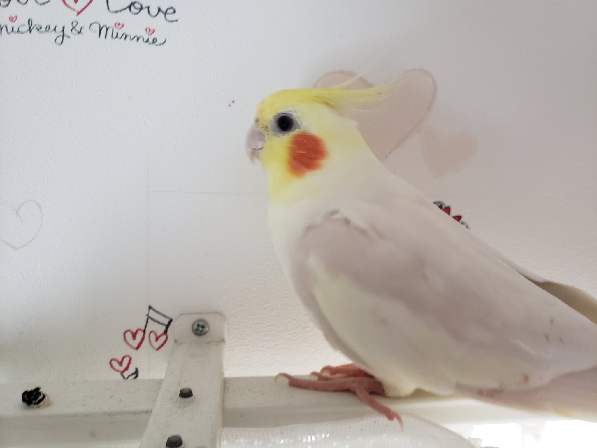 恋とも オカメインコのちいが 逃げてしまい探しています 何か情報が有れば教えて下さい 宜しくお願いします 21年4月5日10時頃 T Co Ln0d693mp4 リツイート拡散お願いします T Co Fdfllecze1 Twitter