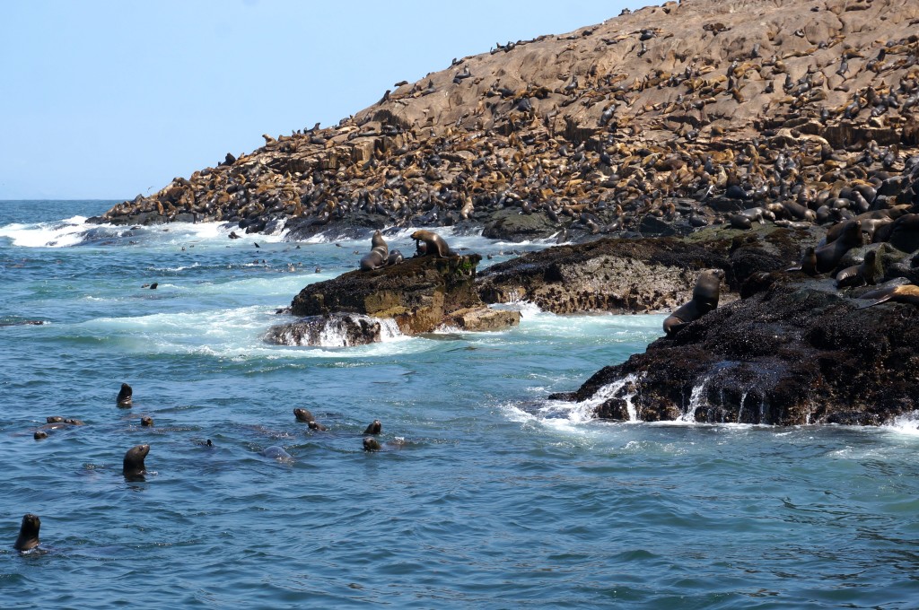 Today we're off to see the Palomino Islands (also know as the Palomino Islets), a group of 4 small islands off the coast of Peru near the city of Callao (which is the main seaport of Peru). The Islets are home to sea lions and seabirds and is now a popular tourist destination.